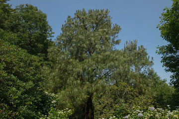 Fototapeta premium Summer Foliage of a Montezuma Pine Tree (Pinus montezumae) Growing in a Woodland Garden in Rural Devon, England, UK