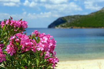 Pink flowers of oleander near the sea