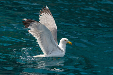 Gull hunting down fish