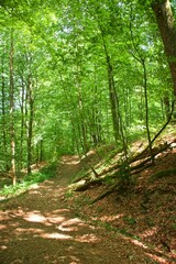 Summer forest. The trail goes along among the trees along the mountainside. Sunny day. Coolness of the forest.