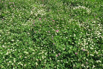 シロツメクサとアカツメクサ咲く初夏の朝の野原風景