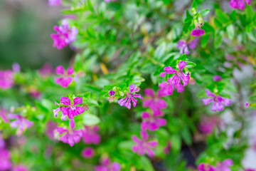 Close -up flowers on the  green tone
