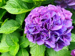 purple and white hydrangea