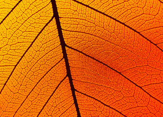 Golden orange red transparent autumn leaf background