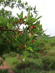 A close up to a green plant with dew drops 