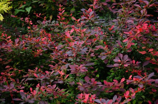 Big bush with many small red burgundy leaves background