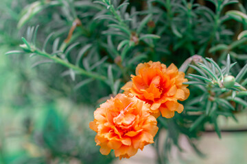 Close -up flowers on the  green tone
