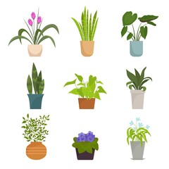 Home plants in pots set. Color collection indoor flowers bright purple petals green round leaves elongated pink buds with arrows symbol decorative botanical decoration. Vector flat flora.