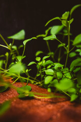 Green plant leaves