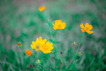 Obraz premium Close -up flowers on the green tone 