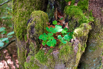 Kleeblätter auf einem Baum mit Moos im Sommer in grün