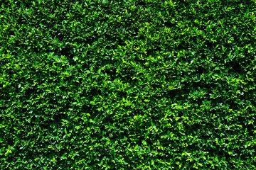 Fototapeta na wymiar Flat lay green leaves background
