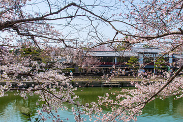 Fototapeta na wymiar 宇治川沿いの桜