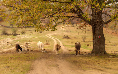 herd of cows