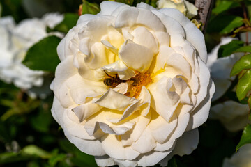 white  rose flower on the branch in the garden