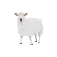 Sheep farm animal cattle icon, lamb livestock and mutton meat food product symbol. Cartoon isolated lamb sheep, butcher shop and farm market animal sign