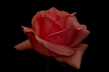 A pretty red rose on a black background