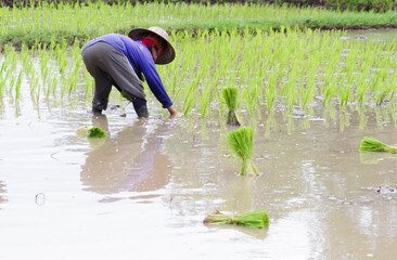  farmer working in rice field