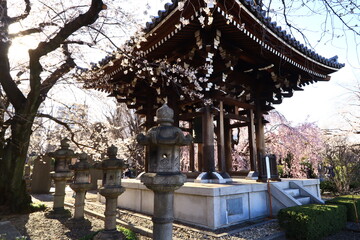 Weeping cherry trees at  the temple in japan ,tokyo