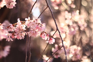 Weeping cherry trees at  the temple in japan ,tokyo