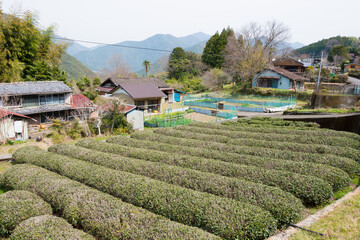 Tea plantation at Between Mizunomi-oji and Fushiogami-oji on Kumano Kodo (Nakahechi Route) in Tanabe, Wakayama, Japan.