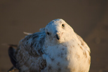 seagull