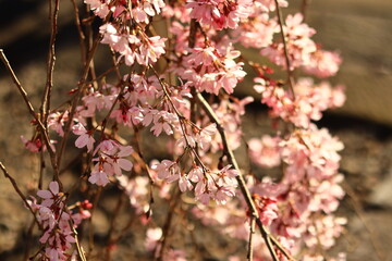 Weeping cherry trees at  the temple in japan ,tokyo