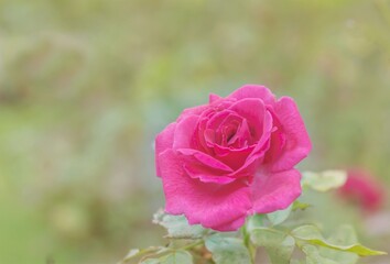 pink rose in garden