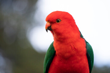 A King Parrot Portrait