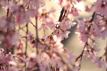 Weeping cherry trees at  the temple in japan ,tokyo