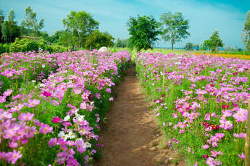 Cosmos flower field in many colors, beautiful and refreshing.