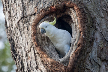 Sulphur-crested Cockatoo at nest hole © Ken Griffiths