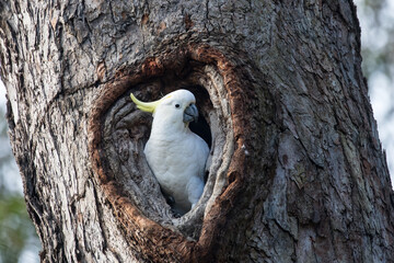 Sulphur-crested Cockatoo at nest hole © Ken Griffiths