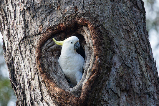 Sulphur-crested Cockatoo At Nest Hole