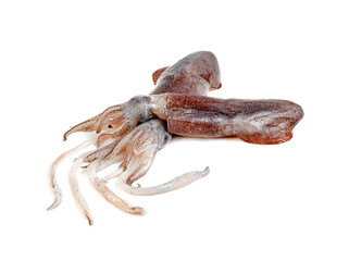 squid isolated on white background