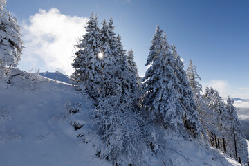 Fototapeta na wymiar Freshly snow-covered fir trees with the sun shining through the branches, Rotenflue, Canton Schwyz