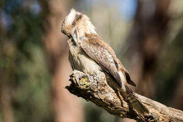 Laughing Kookaburra preening it's feathers