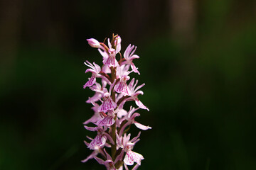 Purple flower on a background of natural vegetation, macro. Mysterious wild plant of European forests.