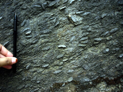 Fossil Nummulites in Limestone Outcrop, Central Java, Indonesia
