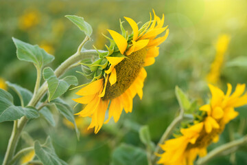 Sunflower field close up. Beautiful nature summer background