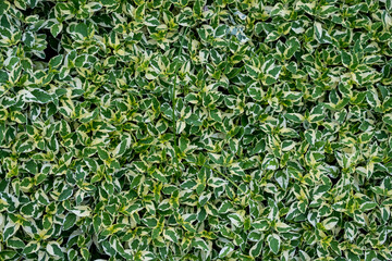 Green bush leaves wall background.