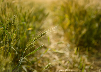 British field of wheat