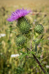 purple thistle flower