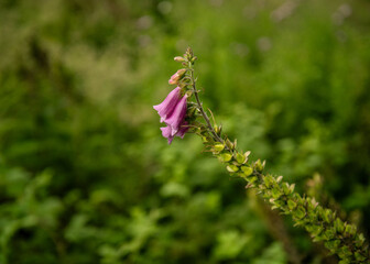 Pink flower on English wild field 