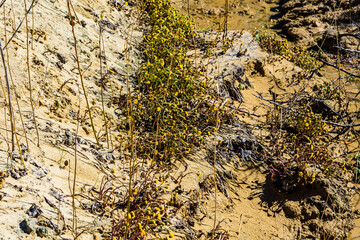 Foalfoot (tussilago farfara) blossoming on spring