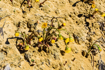 Foalfoot (tussilago farfara) blossoming on spring