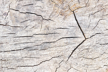 Cross section of tree trunk log showing growth rings with radial symmetrical cracks, textured stump of tree felled section of trunk with annual rings horizontal conceptual minimalism with copyspace.