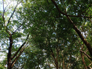 large tree branches in a city park