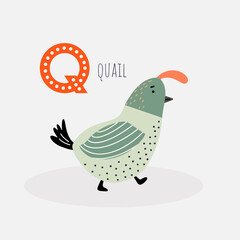 Card with the letter, the name of the animal and the image of a cute quail. Vector illustration