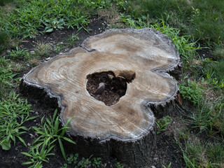 tree stump surrounded by grass and weeds